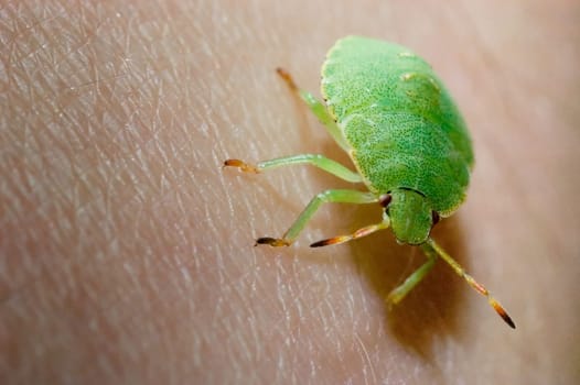 Green stink bug,palomena