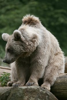 Syrian brown bear