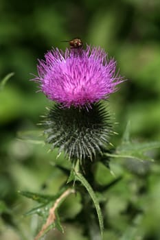 Fly on the flower of a common thistle