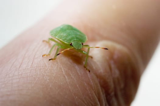 Green stink bug,palomena