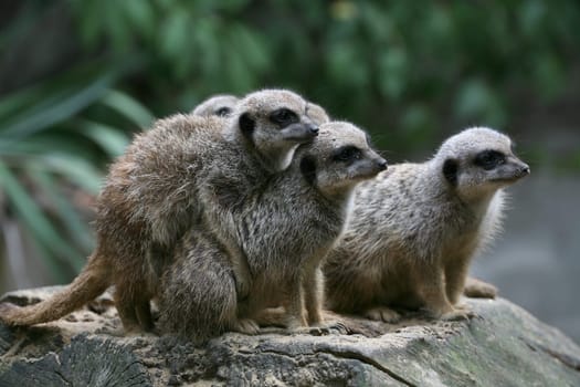Cute but dangerous predators