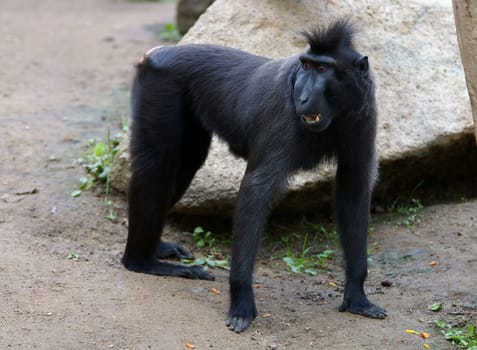 The Crested Macaque (Macaca nigra) is a species of primate in the Cercopithecidae family. Crested monkeys live in the northeast of the Indonesian island of Sulawesi (Celebes) as well as on smaller