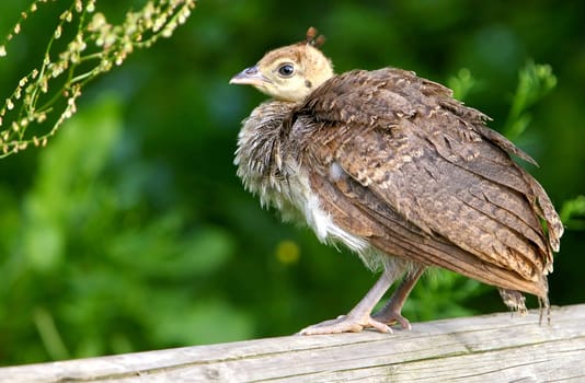 Baby peacock