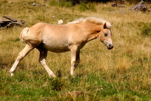 The son of the Arabian stallion 133 El'Bedavi XXII 1868 and a Noriker mare,249 Folie,in 1874 on the farm of Josef Folie in the South Tyrolean town of Schluderns/Vinschgau,is considered to be the beginning of targeted Haflinger breeding. The name Haflinger may refer to: