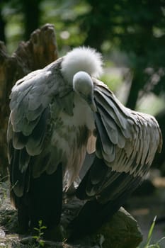 fulvus