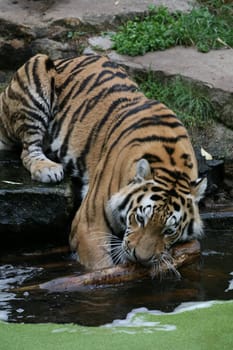 Siberian tiger