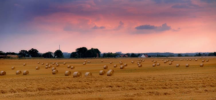 Field in late summer