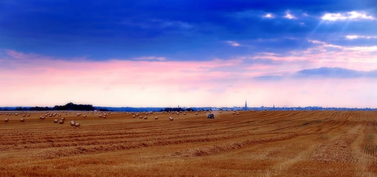 Field in late summer II