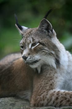 Eurasian lynx (northern lynx)
