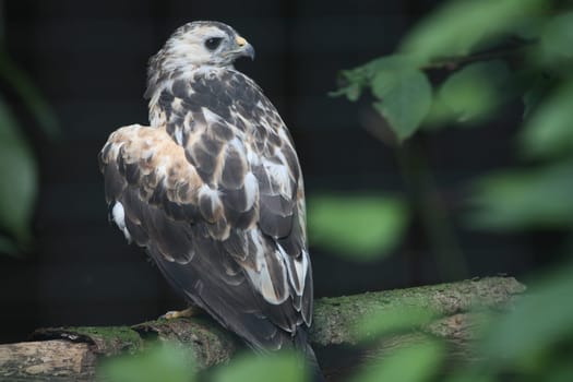 Proud bird of prey