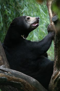 Bear in his climbing tree