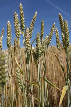 Ears of grain against a blue sky