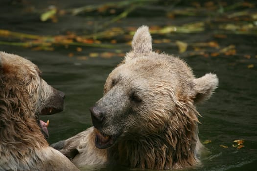Syrian brown bears in the water
