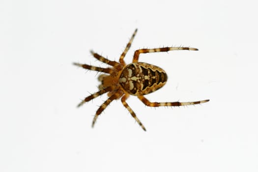 Cross spider
