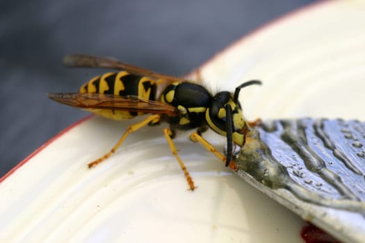 True wasp