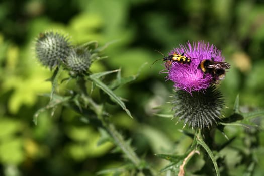 A spotted narrowbuck and a dark bumblebee on a scratch thistle