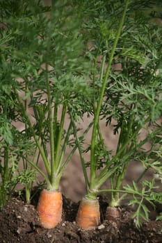 Carrots from organic farming