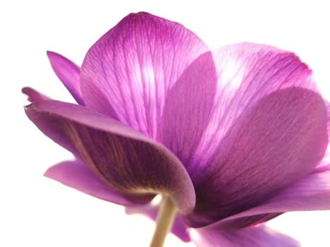 Anemone 2