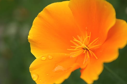 Golden Poppy 01
