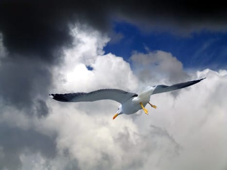 Petrel