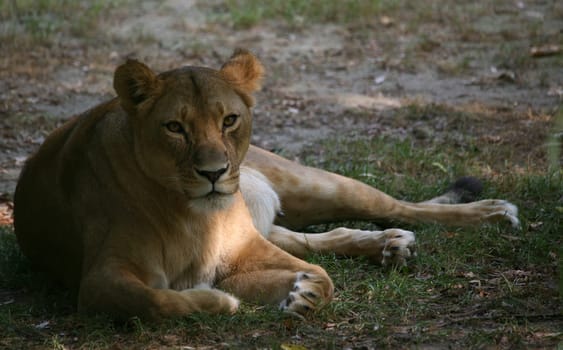 Attentive female