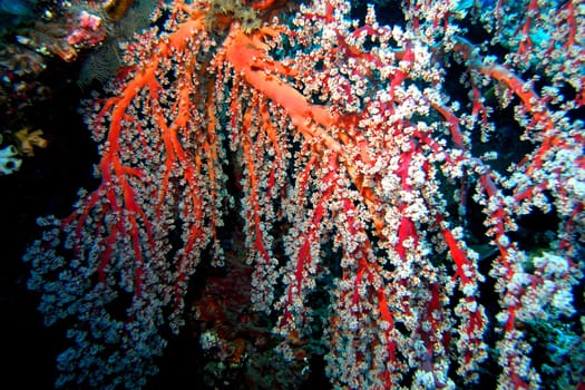 Gorgonians on a night dive