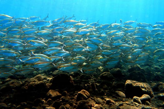 At the wreck of the Liberty in North Bali