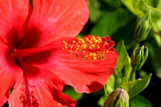 Hibiscus
