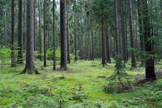 Forest 01