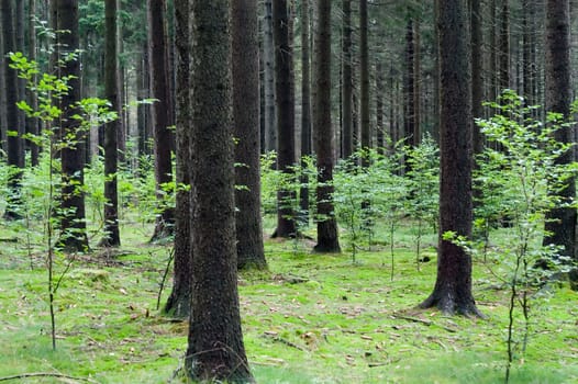 Forest 02