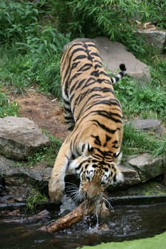 Siberian tiger