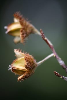 Fruits of European beech