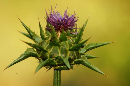 Milk thistle