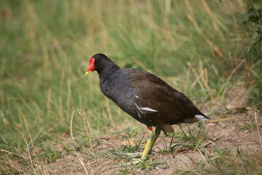 The name "pond rail"" is actually more correct,as this bird is a typical representative of the rails"