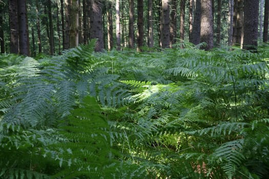 Coniferous forest with fern