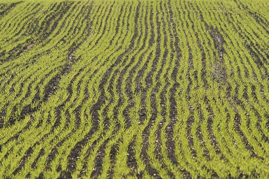 Field cultivation