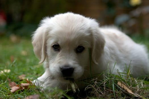 Puppy