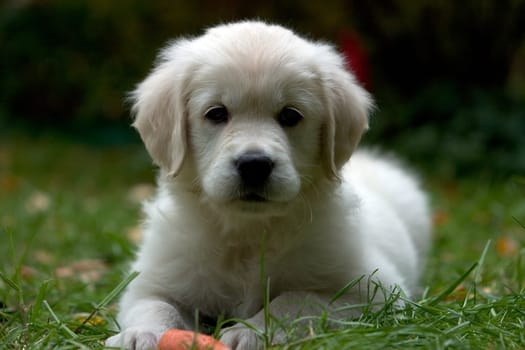 Golden Retriver