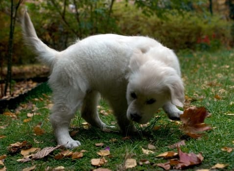 Retriver