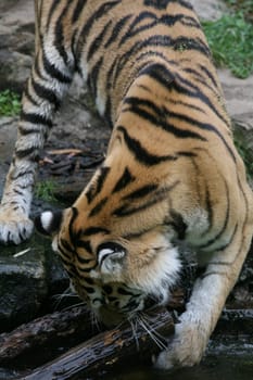 Siberian tiger