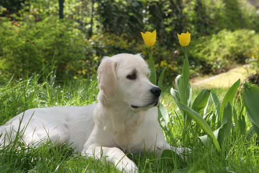 Golden Retriver