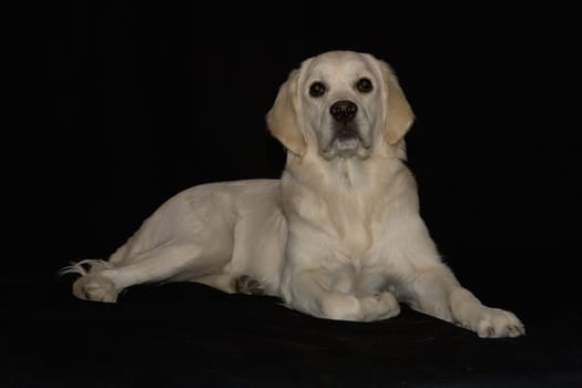 Golden Retriver