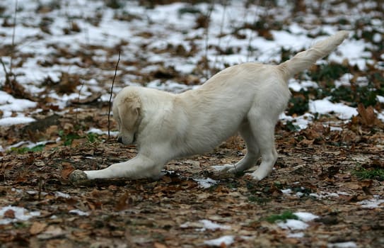 Puppy