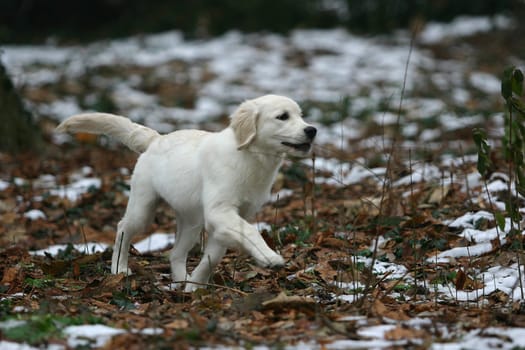 Retriver