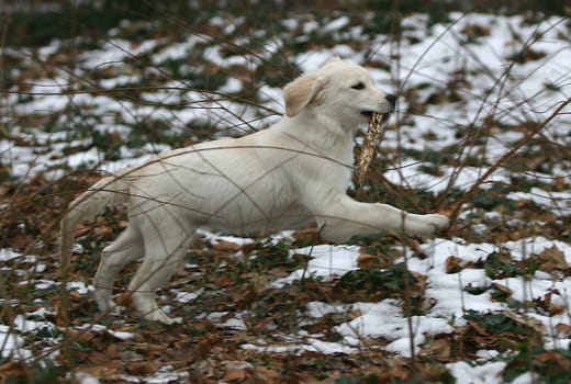 Golden Retriver