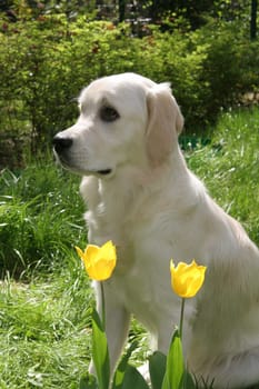 Golden Retriver