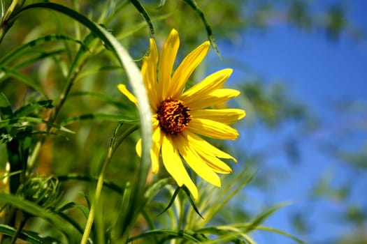 in the summer wind
