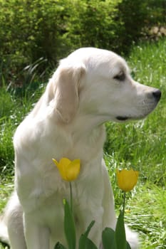 Retriver