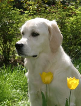 Puppy