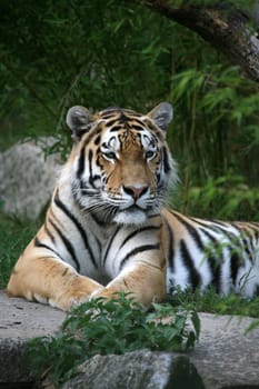Siberian tiger